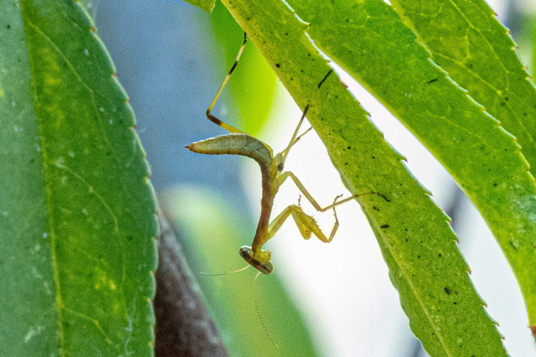 mantis